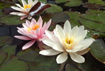 Odorata